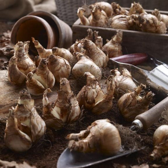 Two dozen large daffodil bulbs ready for fall planting, side lit on a rustic wooden tabletop.
