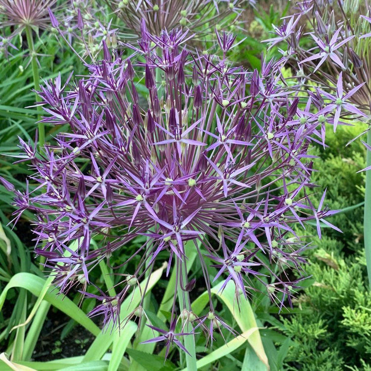 Allium christophii, showing the silvery-purple florets that make up the large, globe-like flowers that bloom in early summer.