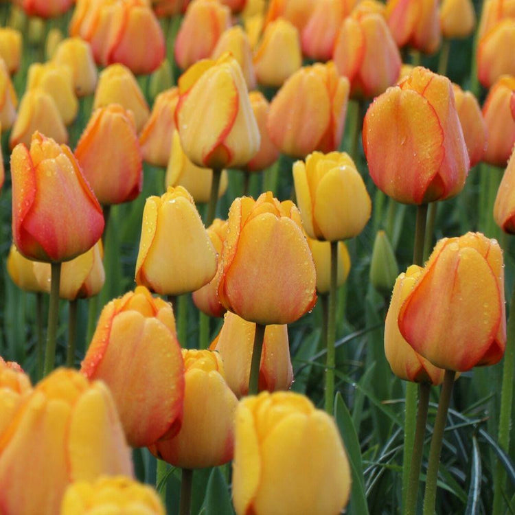 Large planting of Darwin hybrid tulip Blushing Apeldoorn showing yellow petals with red edges.