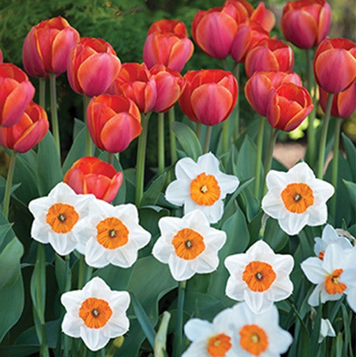 The white and orange flowers of daffodil Professor Einstein, paired with a deep red tulip in a garden setting.