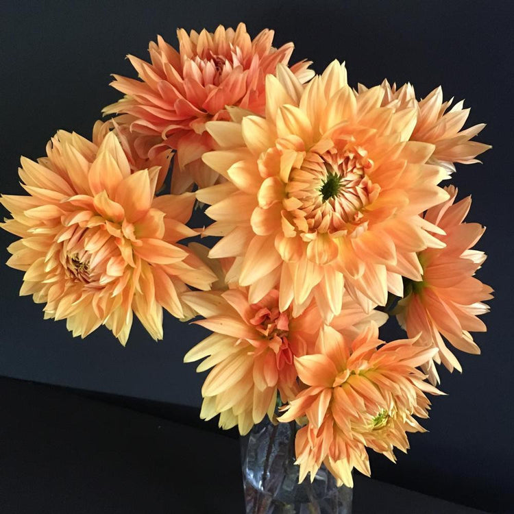 A bouquet of cut dahlias in a clear vase with a black background, featuring the peach and pumpkin decorative dahlia variety Noordwijks Glorie.