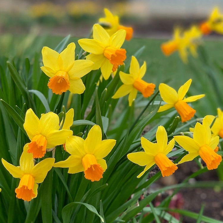 Daffodil Jetfire blooming in a spring garden, showing the petite bright yellow and orange flowers of this Cyclamineus narcissus.