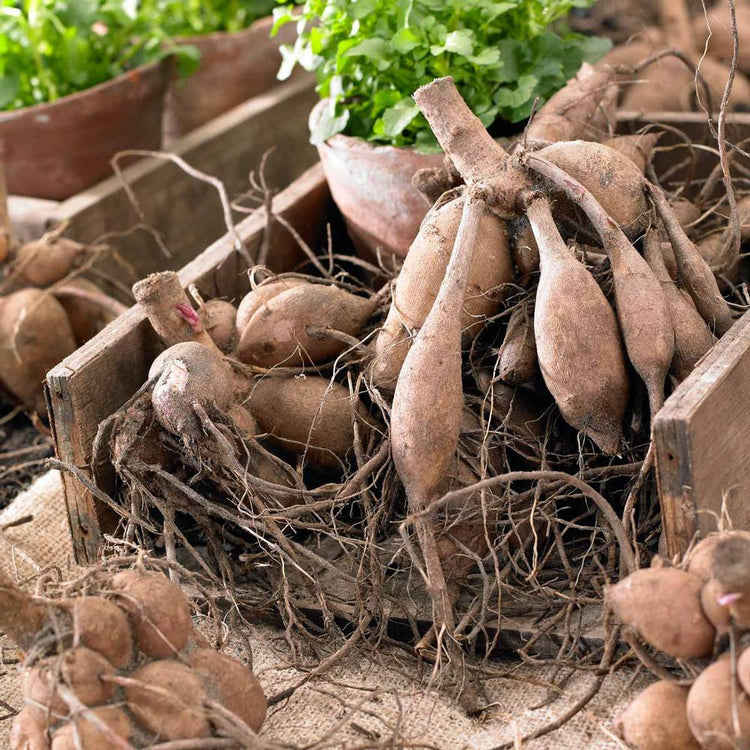 Clumps of dahlia tubers in a rustic wood tray, showing how each tuber clump has a stem, neck and multiple sprouts.
