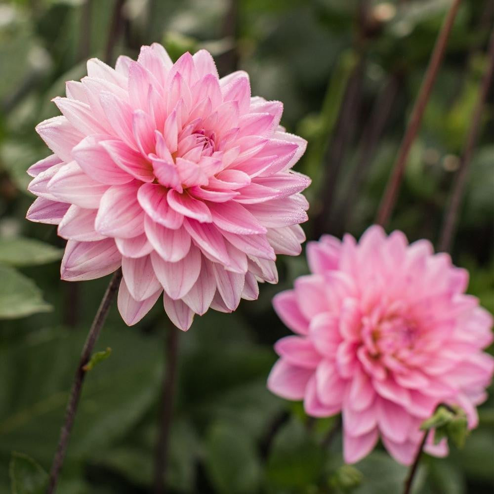 Dahlia Decorative Karma Prospero - 2 tuber clumps - Longfield Gardens