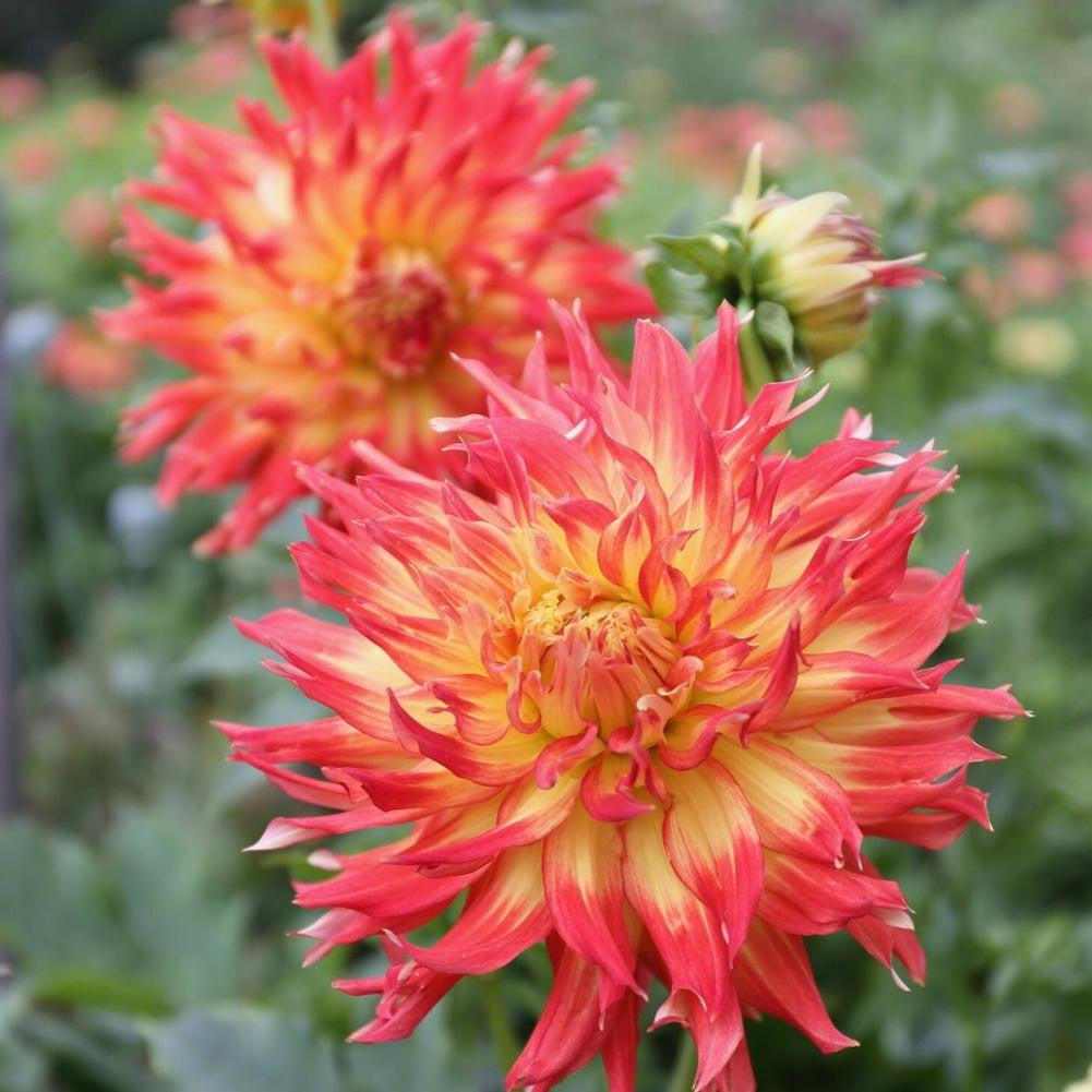 Dahlia Dinnerplate Fired Up - 2 tuber clumps - Longfield Gardens