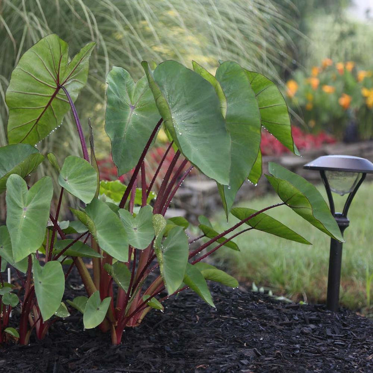 A home garden planting of elephant ears Hawaiian Punch, showing the large green leaves and red stems of these elephant ears.