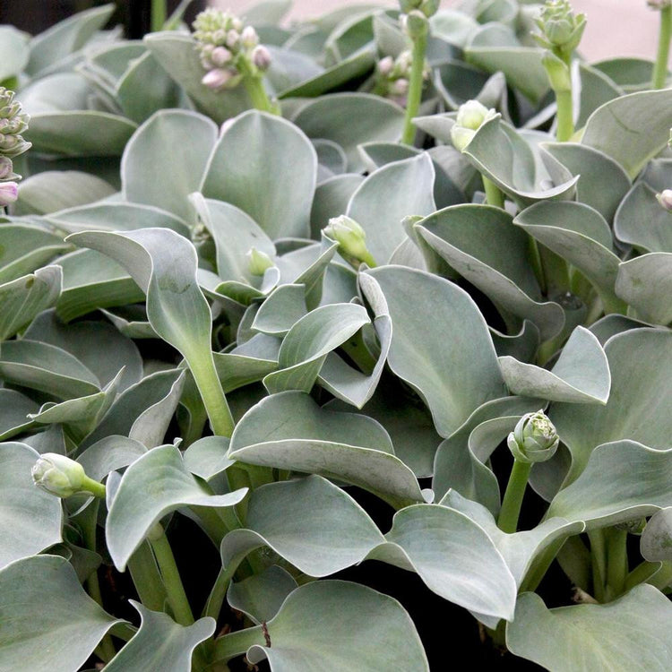 Hosta Small Leaf Blue Mouse Ears