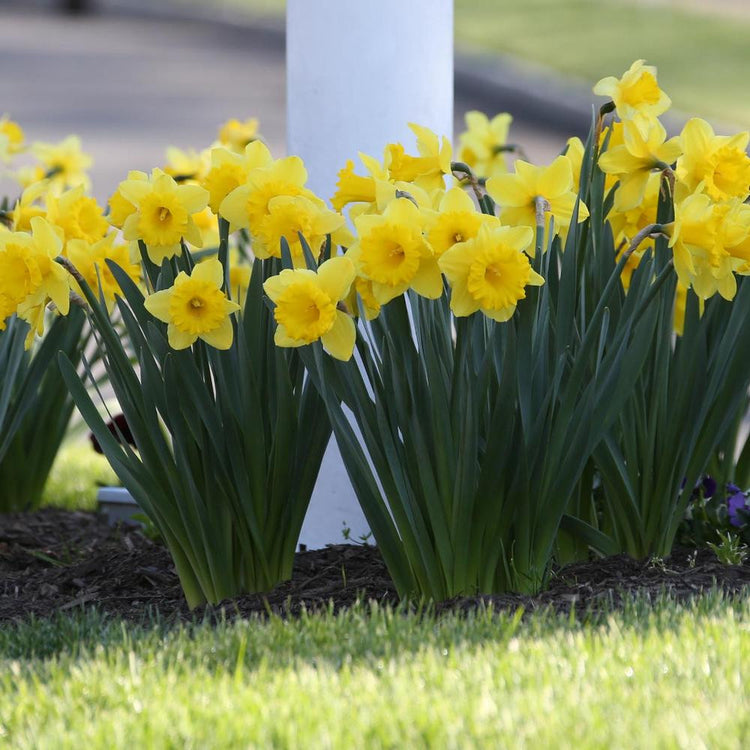 Groups of bright yellow Dutch Master daffodils planted at the base of a mailbox or light post.