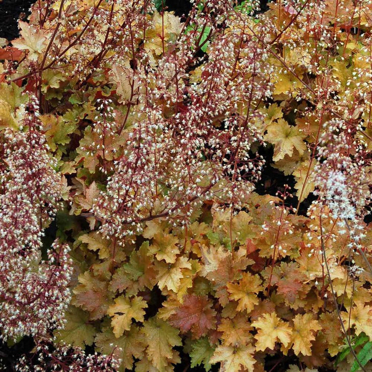 Heuchera Marmalade