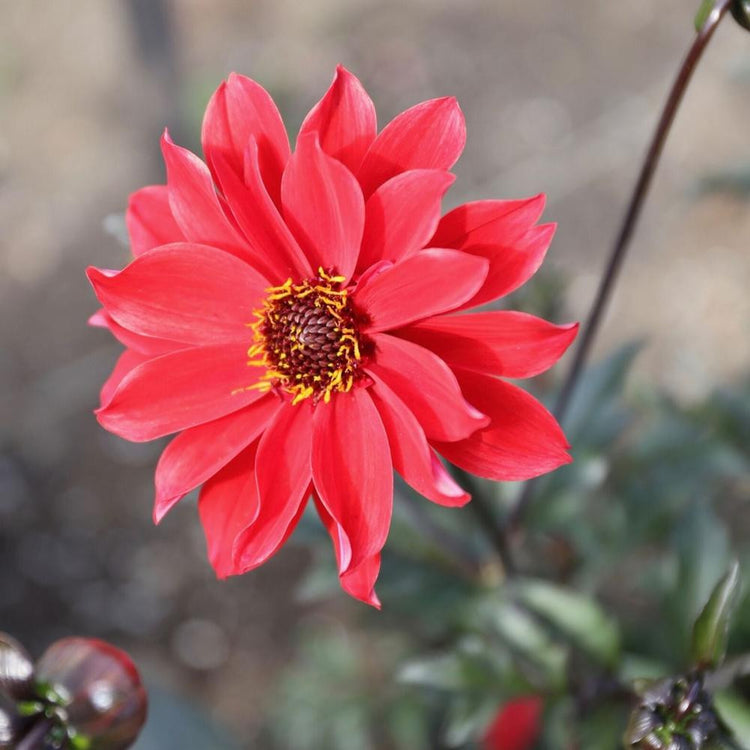 Peony-flowered dahlia Bishop of Llandaff, showing one bright red flower with a dark center, dark stems and blue-black foliage.