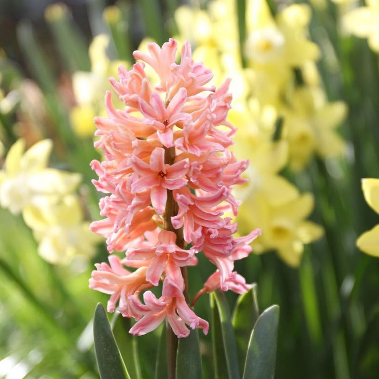 Close up on coral pink hyacinth Gypsy Queen, blooming in a spring garden beside pale yellow daffodils.