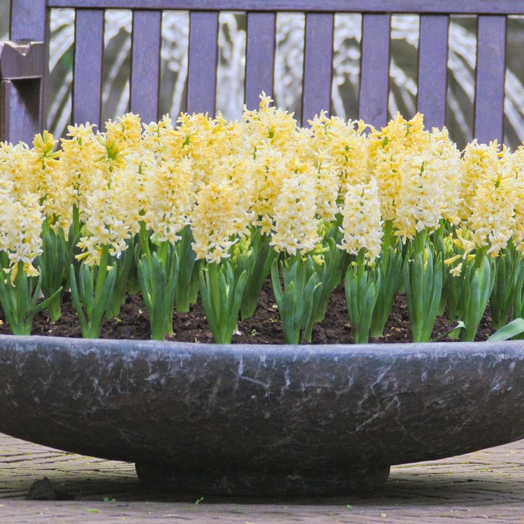 A large, low-slung container filled with dozens of creamy yellow City of Haarlem hyacinths.