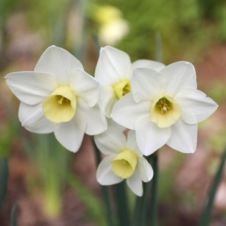 Fragrant jonquilla daffodil Silver Smiles, showing a typical cluster of three small flowers with white petals surrounding short, pale yellow cups.