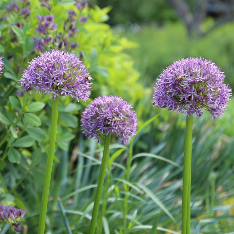 Giant allium Gladiator in a perennial garden, showing the large, violet-blue globe-like flowers on tall, straight stems.