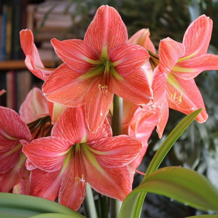 Multiple flowers of the salmon-colored amaryllis Terra Cotta Star.