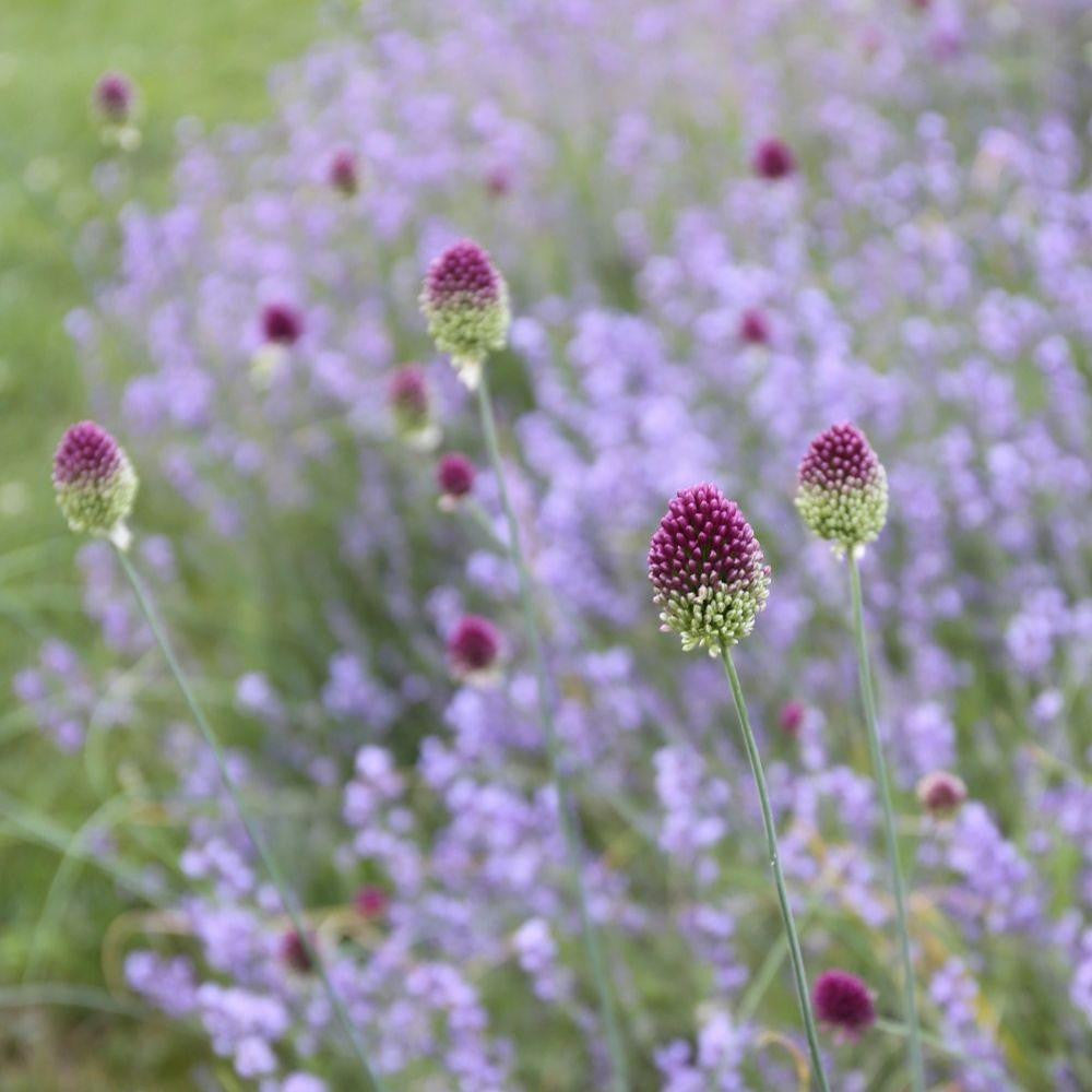 Allium Sphaerocephalon Drumstick - 25 bulbs - Longfield Gardens
