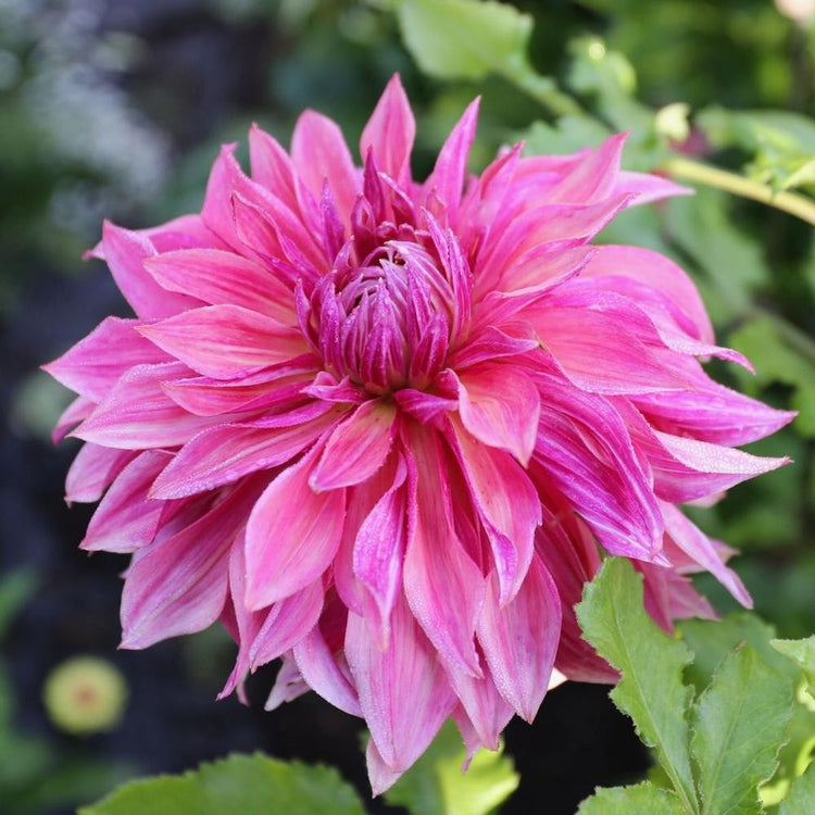 Dinnerplate dahlia Penhill Dark Monarch in a garden, showing a single blossom with raspberry, rose and violet petals.