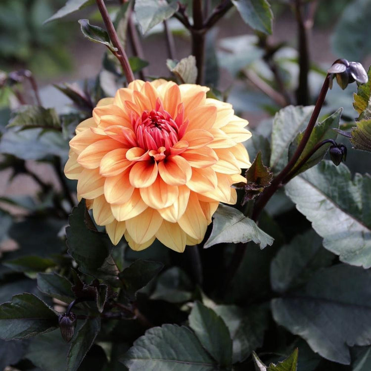 Heirloom decorative dahlia David Howard in a sunny flower garden, showing a single flower with pale orange petals and a darker orange center and dark foliage.
