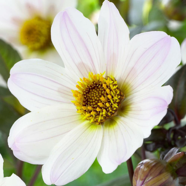 Single dahlia Bishop of Dover, showing one blossom with a prominent gold center and white petals that are lightly brushed with pink.