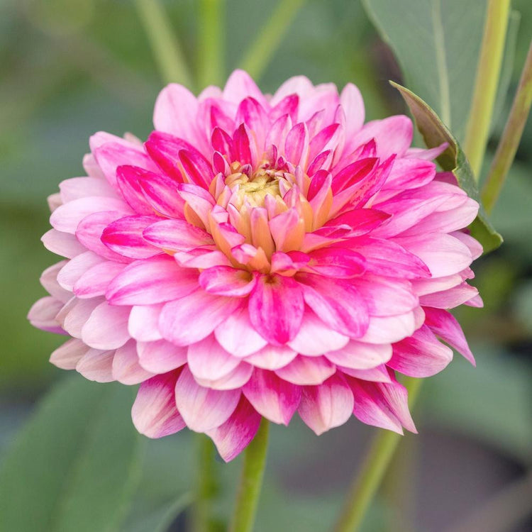 A single blossom of the decorative dahlia Senior's Dream, featuring petals that vary from pale pink to dark pink.