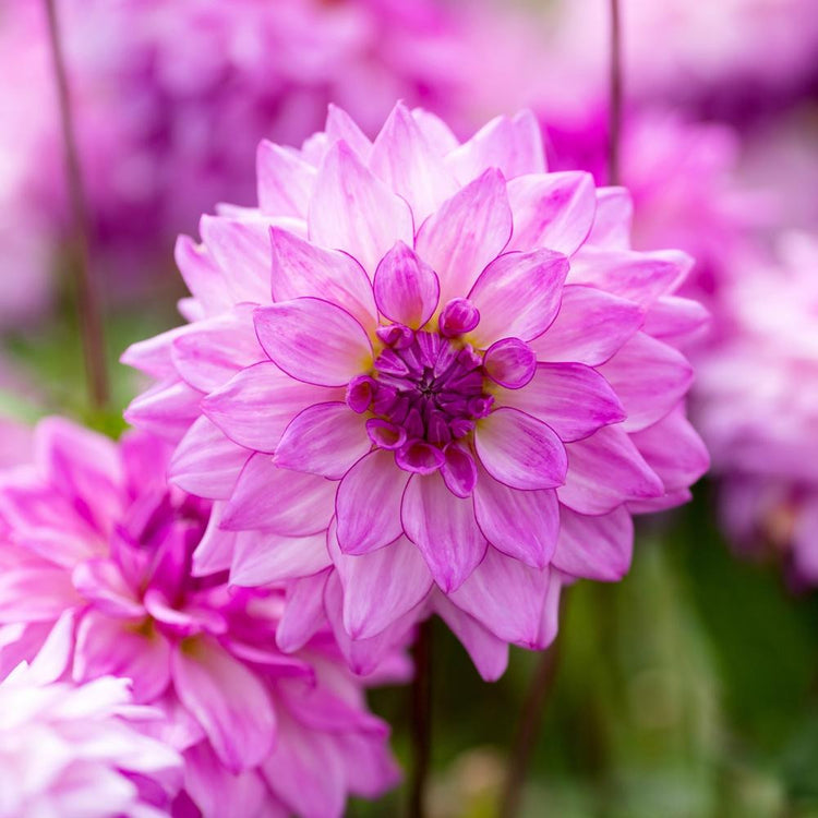 Decorative dahlia Lake Michigan in a sunny summer garden, featuring a single flower with dark stems and layers of violet-pink petals