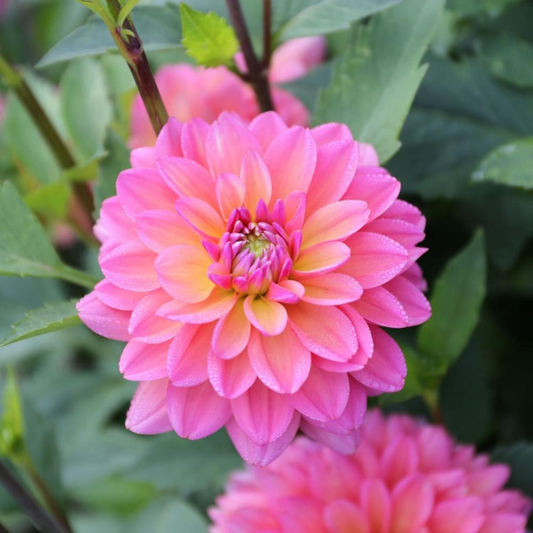 One deep pink and apricot blossom of the decorative dahlia Great Silence, showing why this variety is so popular as a cut flower.