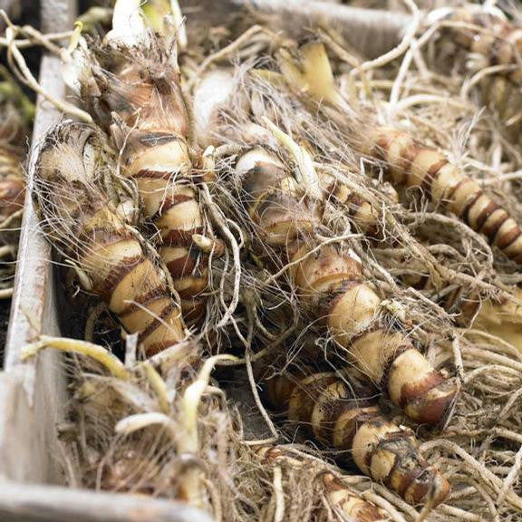Canna lily tubers in a box, ready for spring planting.