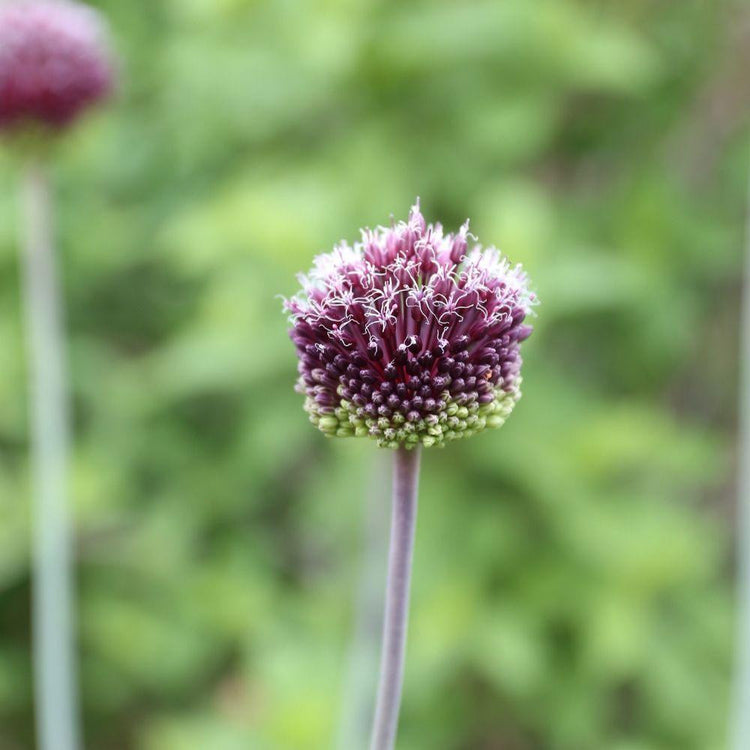 Side view of the round, deep maroon flowers of allium Forelock.