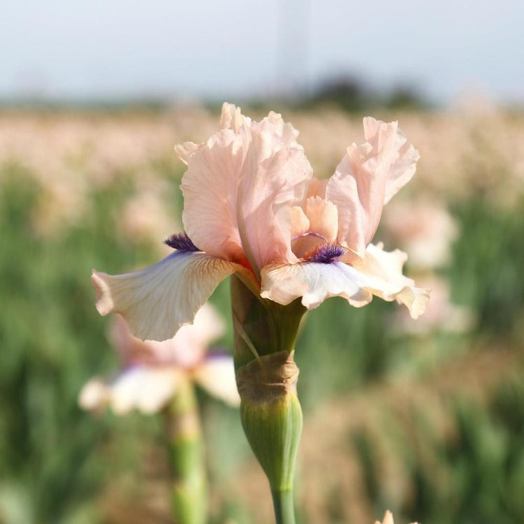 Side view of bearded iris Concertina on a sunny day, showing the flower's pale pink petals and purple beards.
