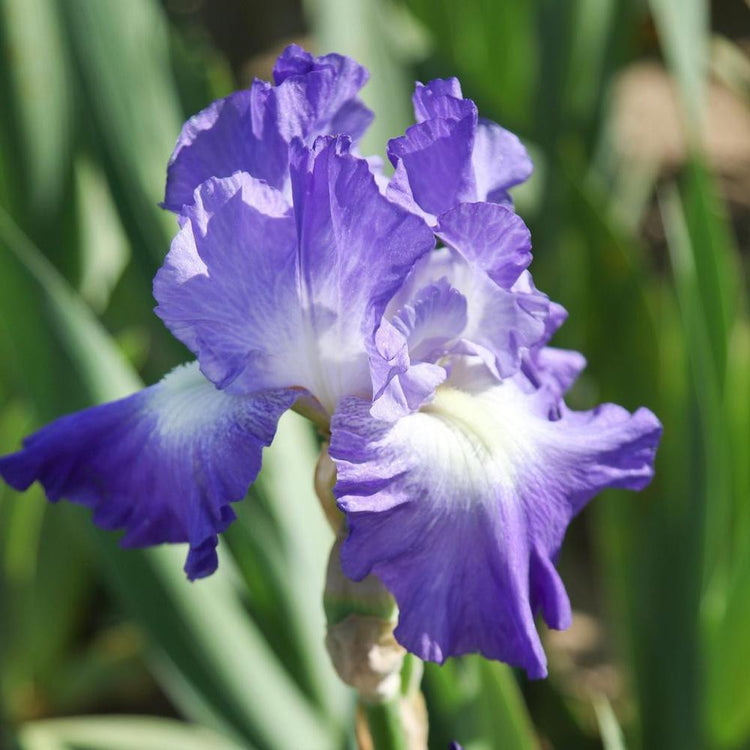 Bearded Iris City Lights