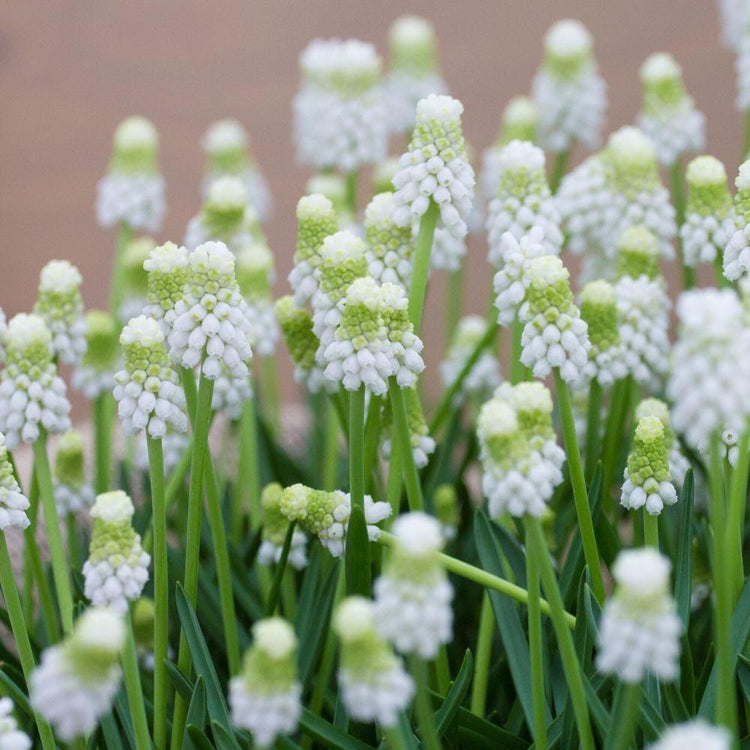 Young flowers of Muscari Siberian Tiger, a grape hyacinths with unusual white flowers.