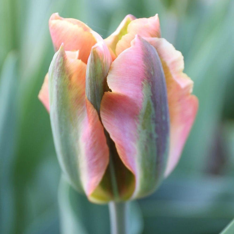 Close up of one Artist viridiflora tulip with petals that display a striking combination of salmon pink and green.