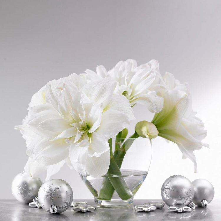 Amaryllis Double Arctic Nymph