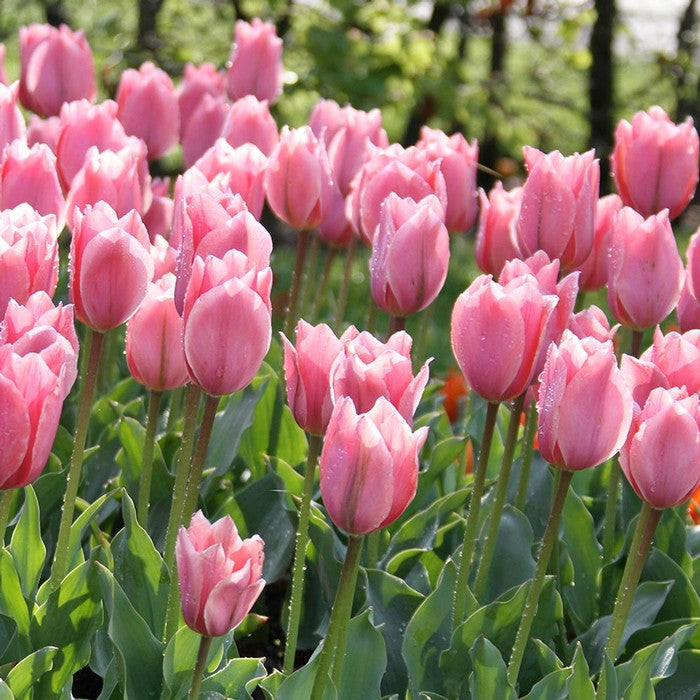 Group of early-blooming Albert Heijn Emperor or Fosteriana tulips in a garden setting showing pink petals with white tips and a lavender sheen.