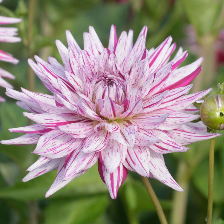 Close up of cactus dahlia Hy Trio, showing the flower's white quilled petals decorated with cranberry-red flecks and stripes.