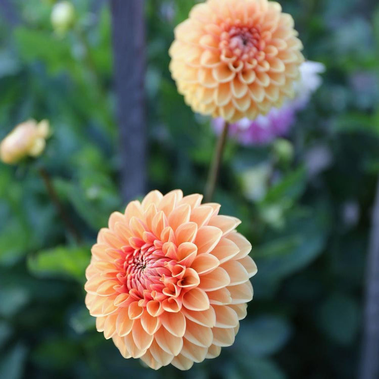 Ball dahlia Maarn in a flower garden, showing two blossoms that display hues of melon and orange.