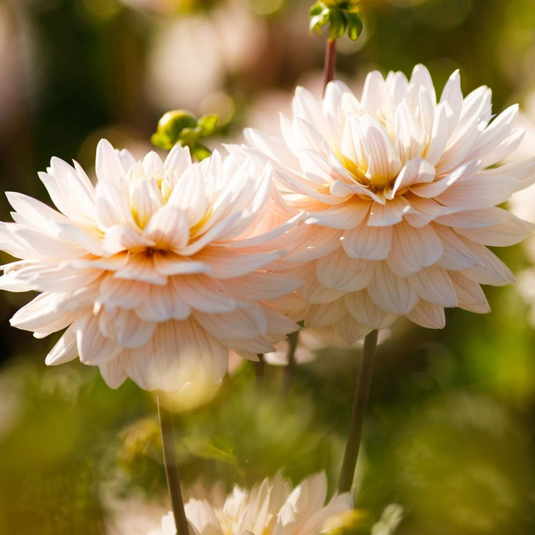 Side view of two decorative dahlias on a bright morning, featuring the variety Diana's Memory, with pale, blush pink petals.