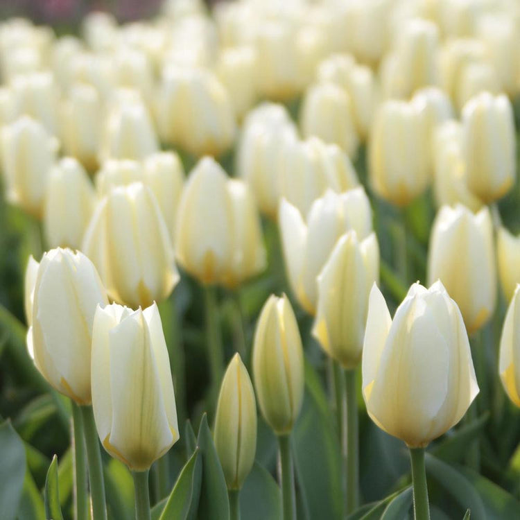 Garden scene in early spring showing mass planting of fosteriana tulip White Emperor with white and pale yellow petals.
