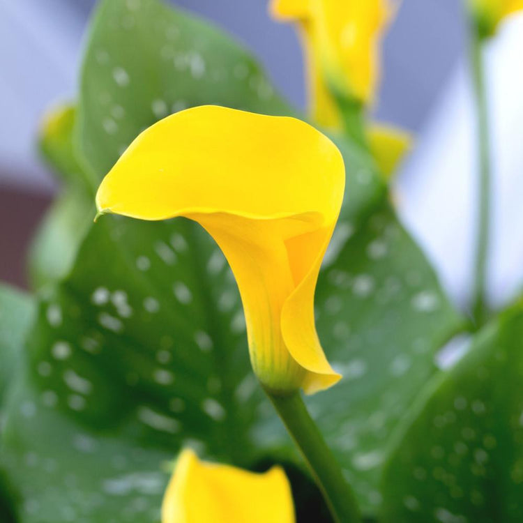 Calla Lily Gold Crown