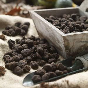 Anemone St Brigid Mt Everest (Spring)