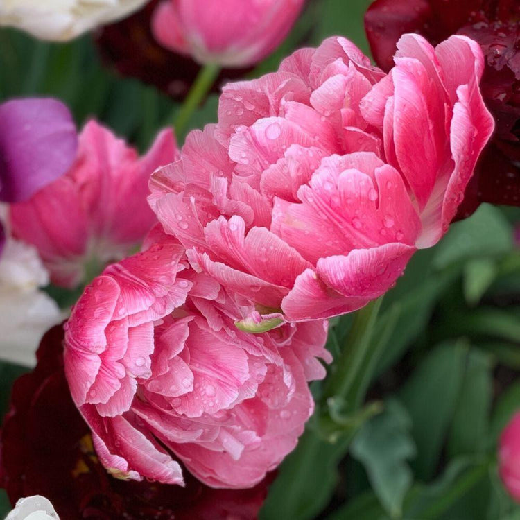 Deep pink double late tulip Aveyron showing two mature blossoms with white tipped petals.