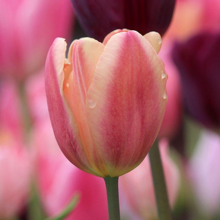 A close up of Triumph tulip Apricot Foxx in a garden setting, highlighting the flower's warm shades of rose-pink, peach and apricot.