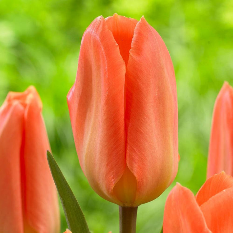 Side view of single tulip blossom showing early-blooming fosteriana tulip Orange Emperor with bright orange petals.