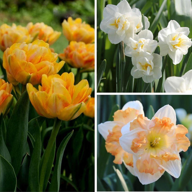 A color-coordinated collection of spring-blooming flower bulbs, featuring two types of daffodils and one type of double tulip.