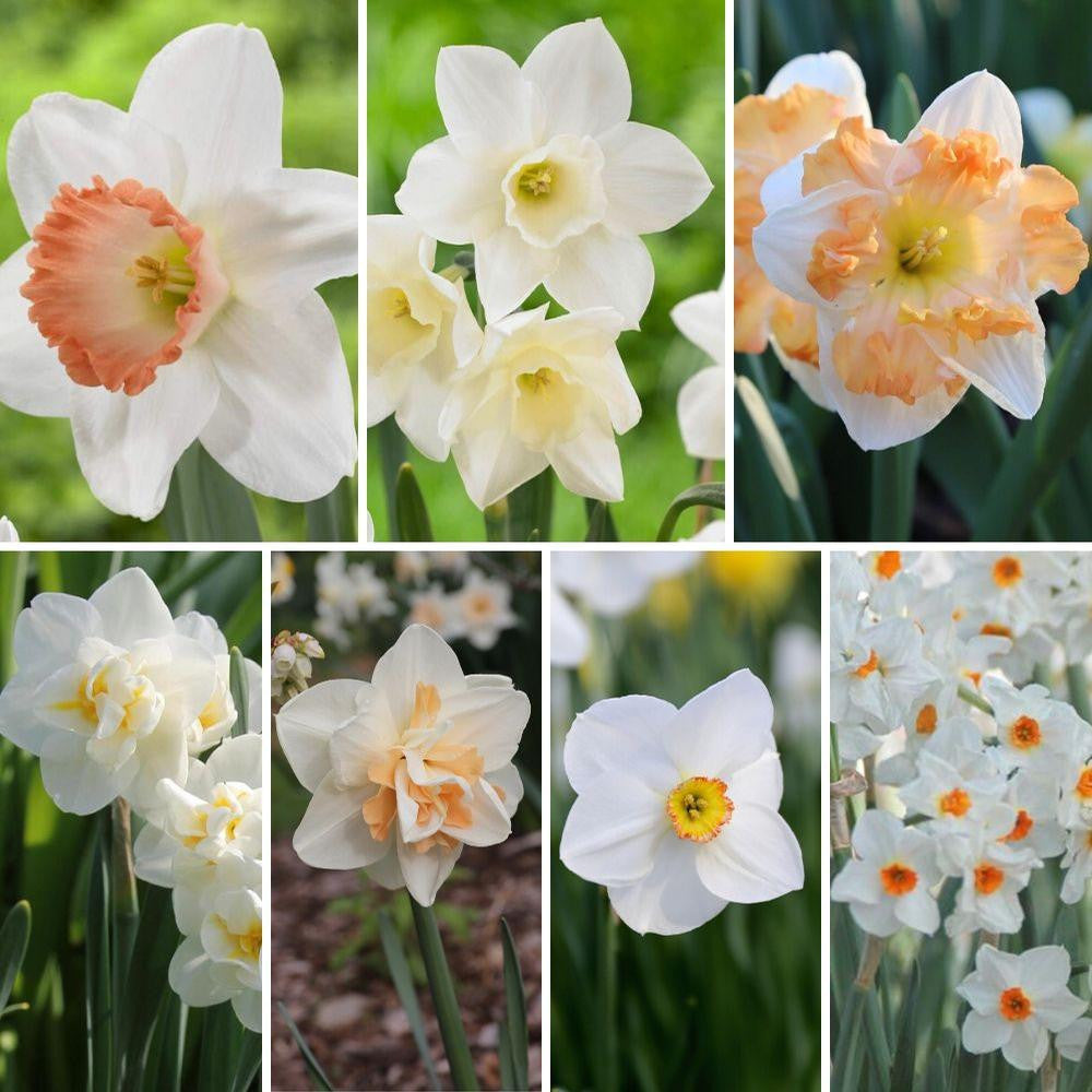 Daffodil Assorted Flirty Fleurs Bellissima Collection - 90
