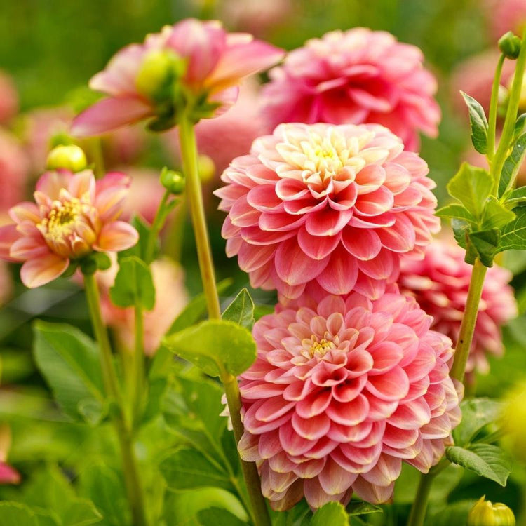 Decorative dahlia Milena Fleur growing in a sunny flower garden, showing multiple peach-pink blossoms with pale yellow highlights.