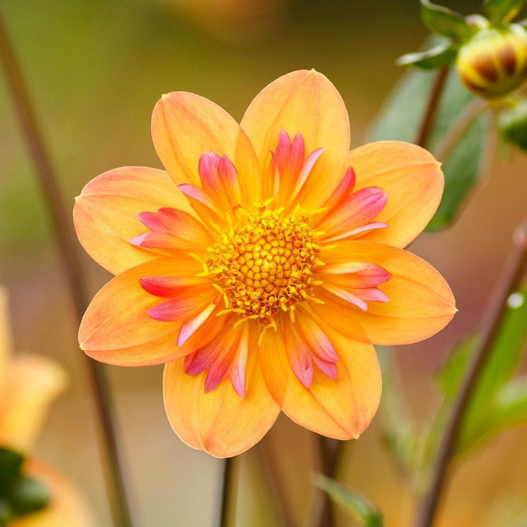 Collarette dahlias Kelsey Annie Joy, showing a single blossom with gold and peach petals surrounding a collar of frilly pink petals and a yellow center.