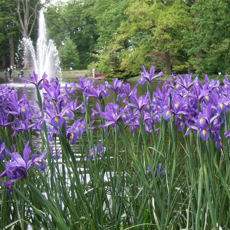 Dutch iris blooming beside a lake and fountain, featuring the violet-purple variety Discovery