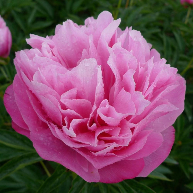 Peony Lactiflora Joker
