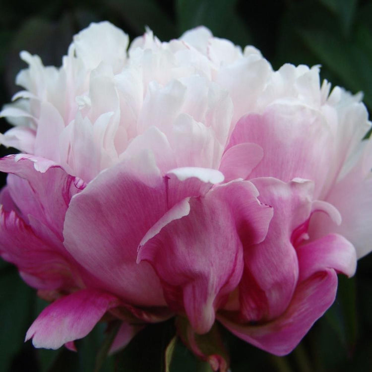 Peony Lactiflora Peaches and Cream